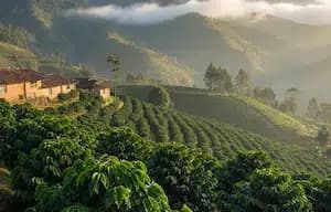 Coffee experience in Colombia